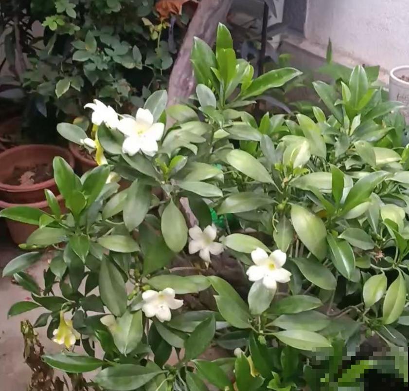 3种植物放在儿童房，净化空气，开发智力，优点特别多！