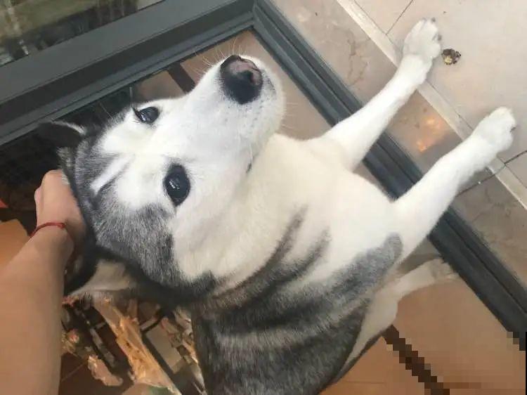 叶子被狗啃光了,还能不能活?糟心! 叶子被狗啃光了,还能不能活?糟心!