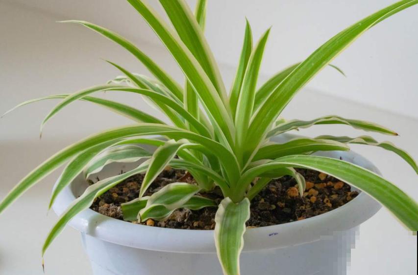 卧室植物别乱选,放几盆吊兰,净化空气超厉害! 卧室植物别乱选,放几盆吊兰,净化空气超厉害!