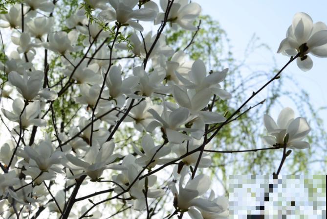 适合地栽养的花木，只要种一棵，年年有花赏！