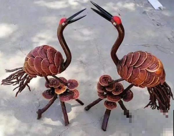 白菜在家养了8年,养成了老桩,长得可旺盛! 白菜在家养了8年,养成了老桩,长得可旺盛!