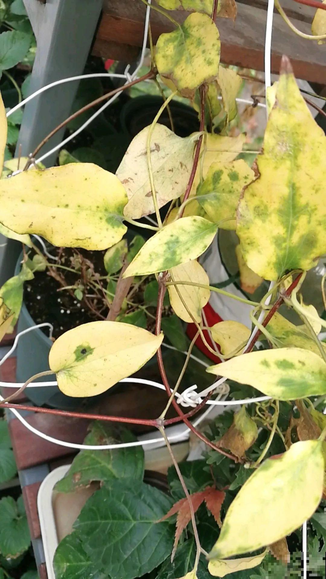 7种花冬天要休眠，看着好像枯死了，千万别丢掉