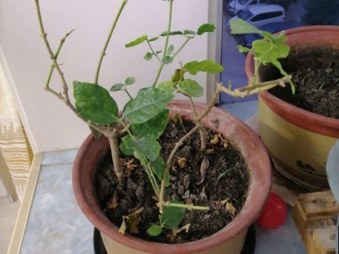 掉叶子第一名,10种花养成光杆,竟然还活着! 掉叶子第一名,10种花养成光杆,竟然还活着!