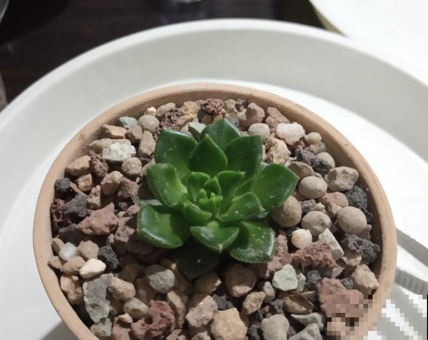 多肉配土有讲究，灵活调配比例，不能“死搬教条”！