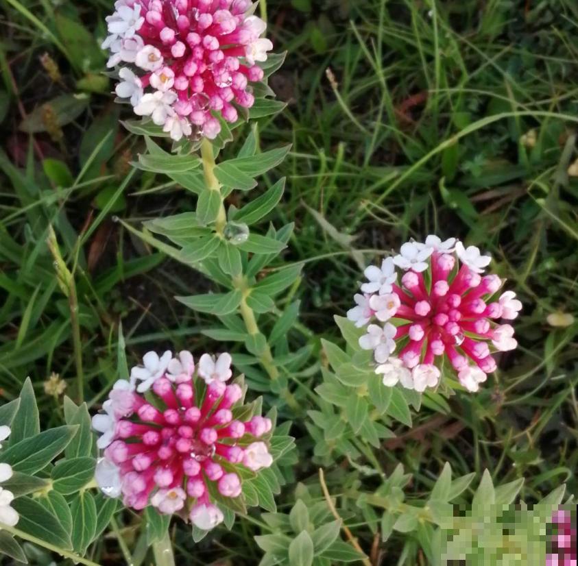 令人闻风丧胆的狼毒花，一身毒性，常用来做杀虫剂！
