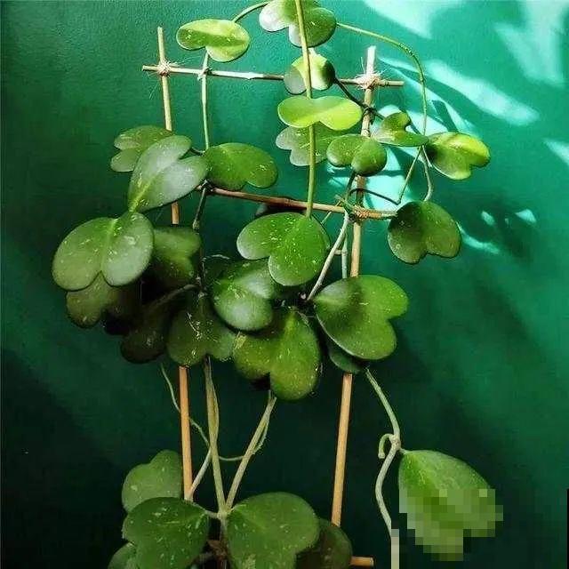 冬天就养耐阴花，没光也能开爆盆，扔角落自己疯长！