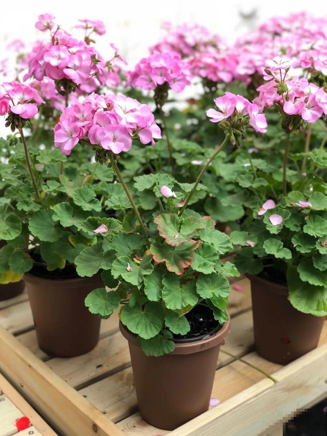 逛花市必买的花，十月入手刚刚好，不买亏大了！