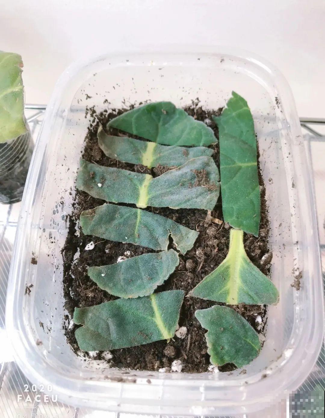 最后一波扦插，赶紧动手，天冷就不行了！