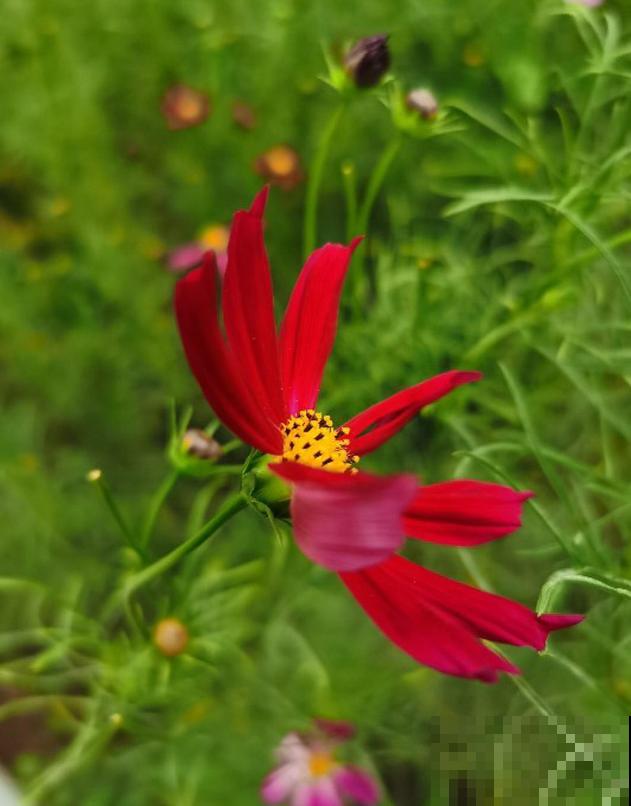 波斯菊很讲究,水肥不到位,光长个子不开花! 波斯菊很讲究,水肥不到位,光长个子不开花!