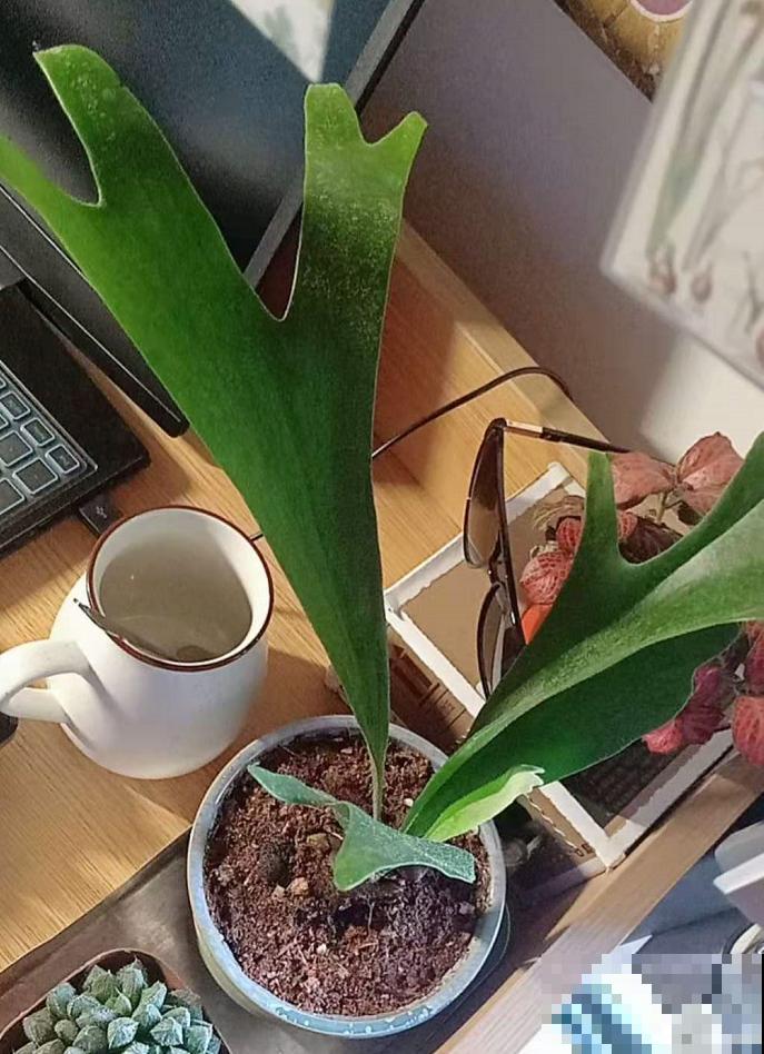 这种蕨类像鹿角，挂在墙上气质爆棚，太上档次！