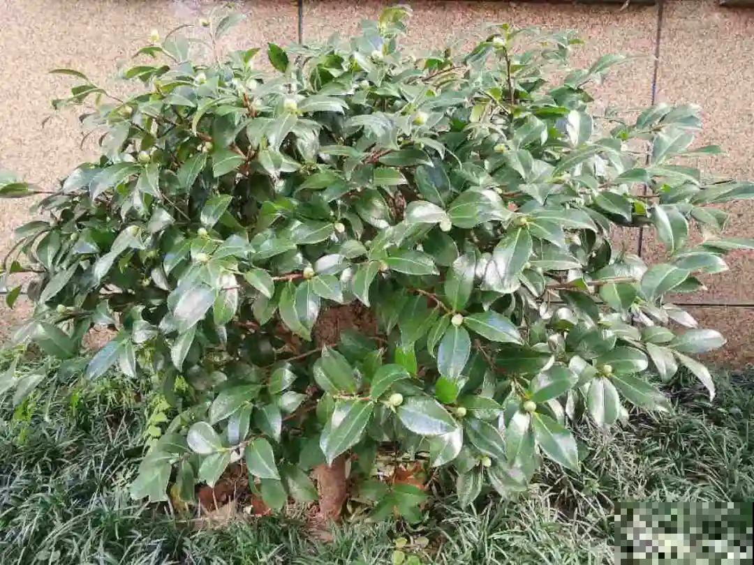 天凉了，9种花不能修剪，剪了以后不开花！