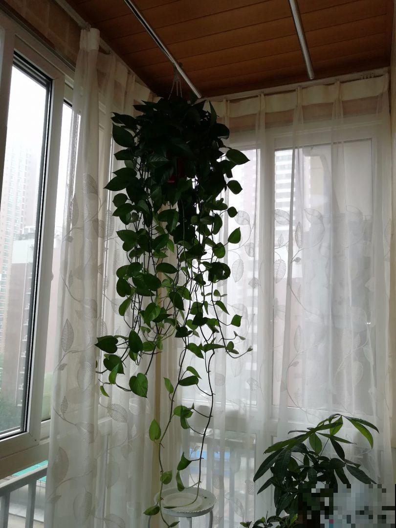 绿植过冬有讲究,太暖和,绿植也能得“暖气病”! 绿植过冬有讲究,太暖和,绿植也能得“暖气病”!