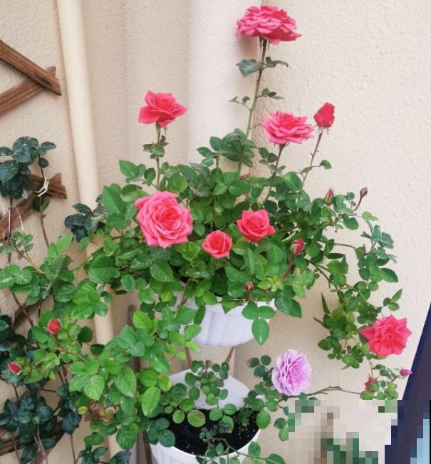 月季招红蜘蛛别怕，这样防治，很快就恢复