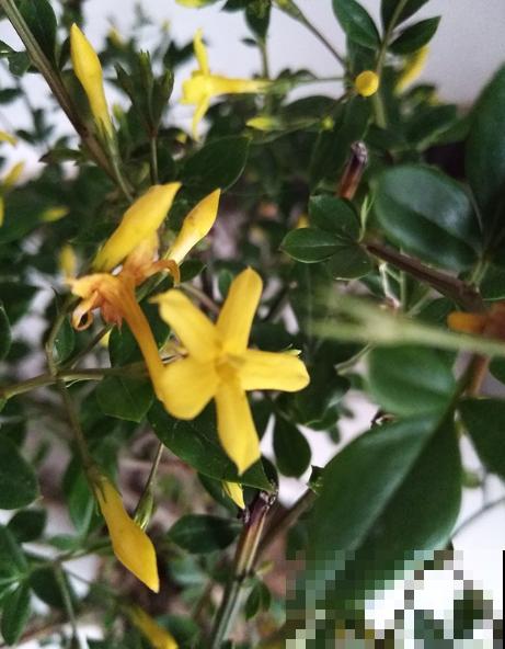 迎夏花你听过吗?认错了多年,终于能分清啦! 迎夏花你听过吗?认错了多年,终于能分清啦!