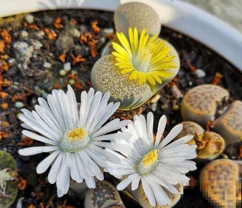 这5种多肉爱开花,花朵还极美,没见过亏大了! 这5种多肉爱开花,花朵还极美,没见过亏大了!