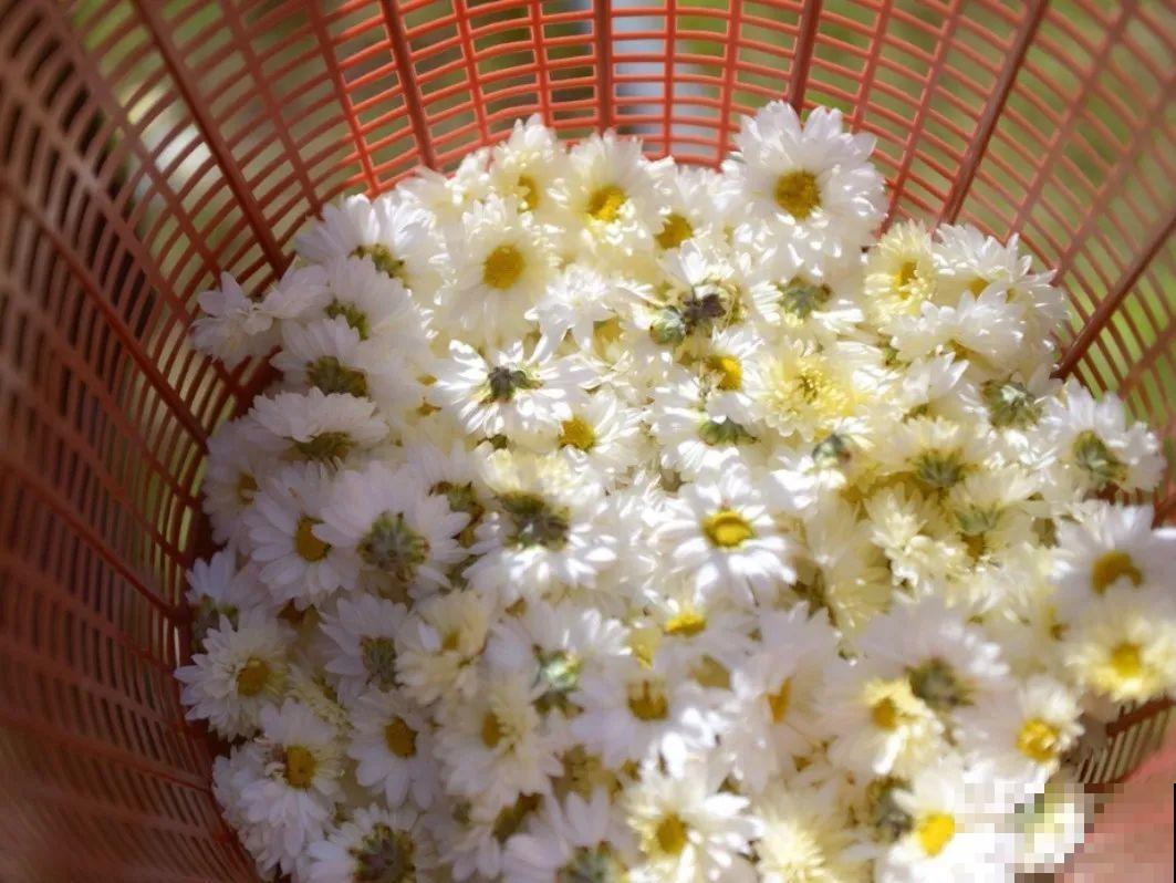 家养的花，开败之后还能炖，一点也不亏