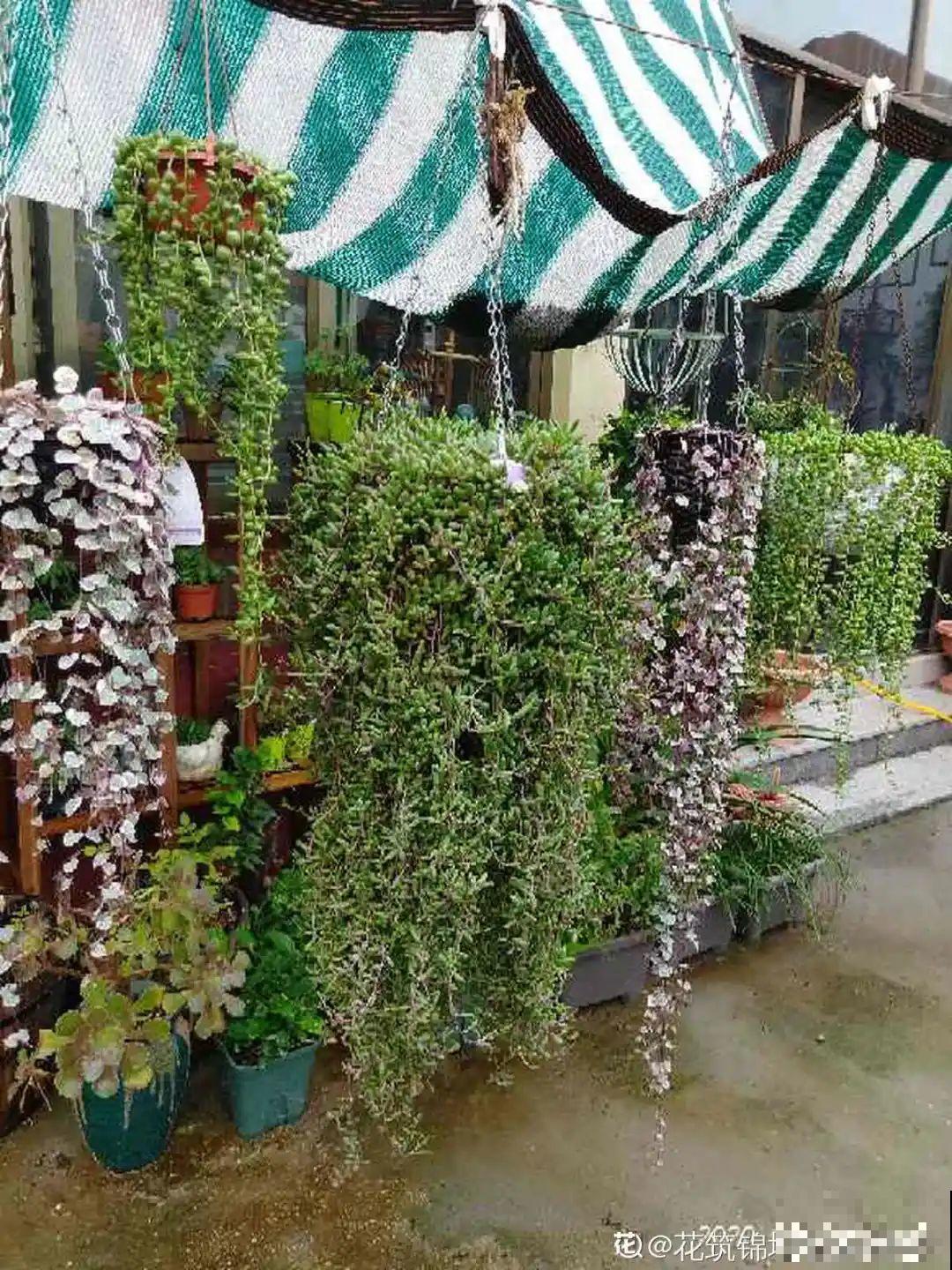 家里养棵球兰，开花漂亮，香味浓郁