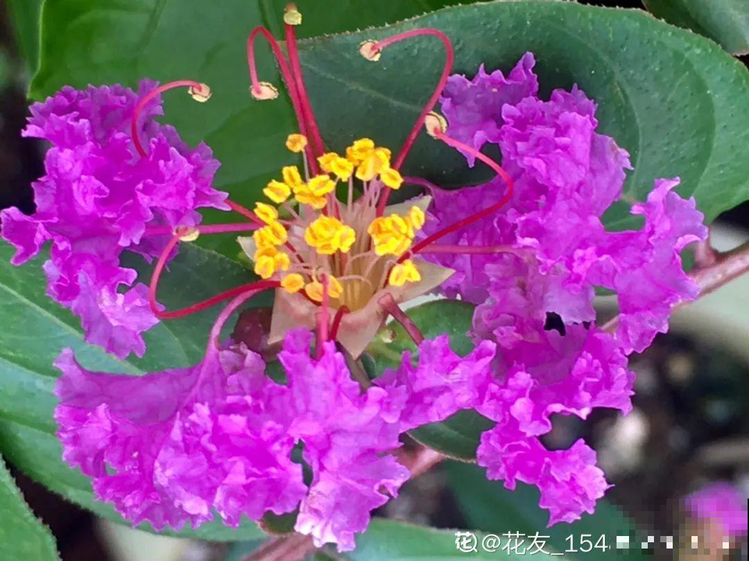 你在哪个城市，最适合养的花就是它！