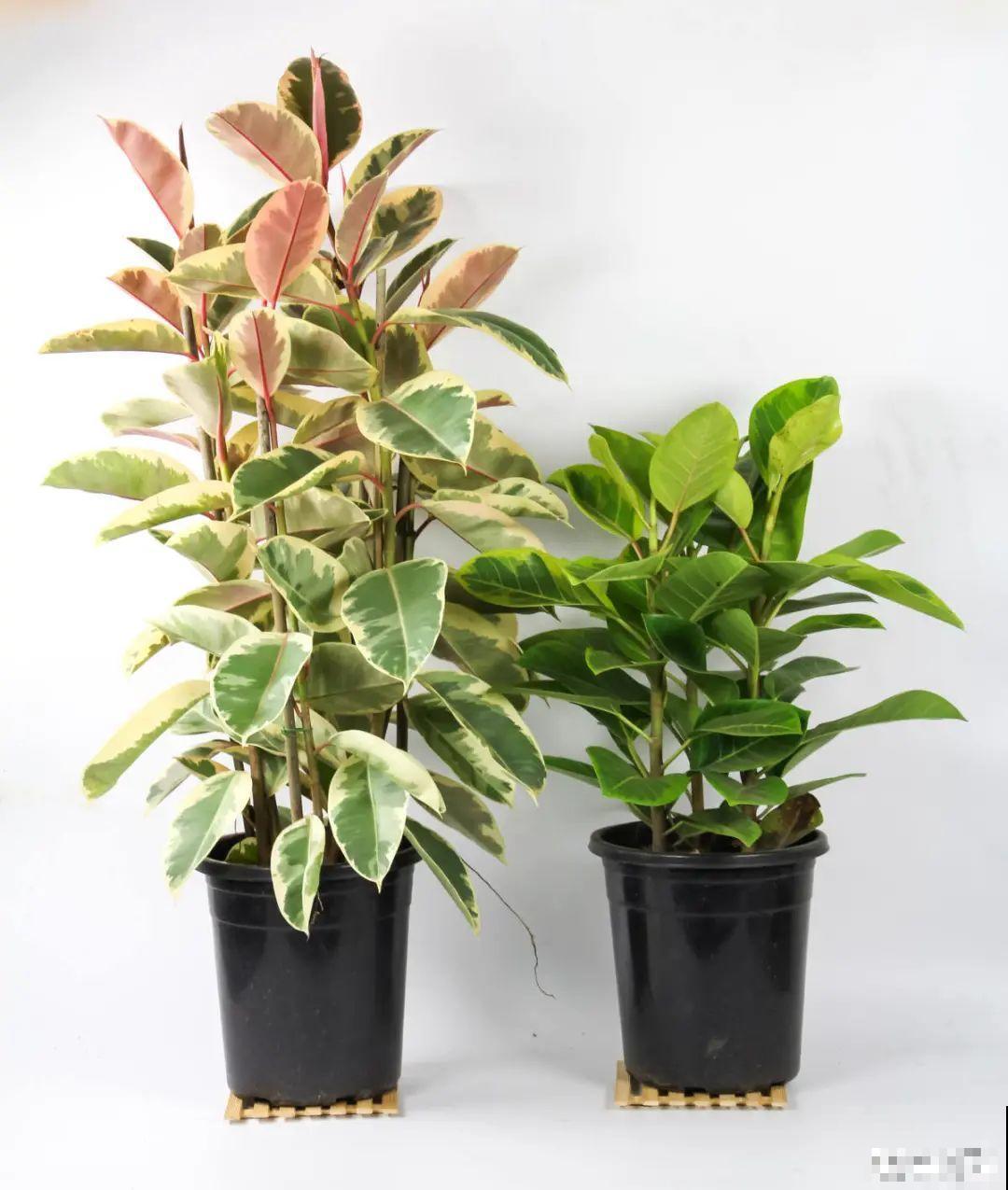 15种镇宅花，家里摆一盆，镇宅旺运超霸气！