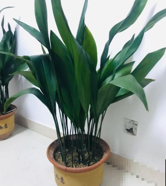 胜过绿萝的花卉，长这个样子，看过就爱上！