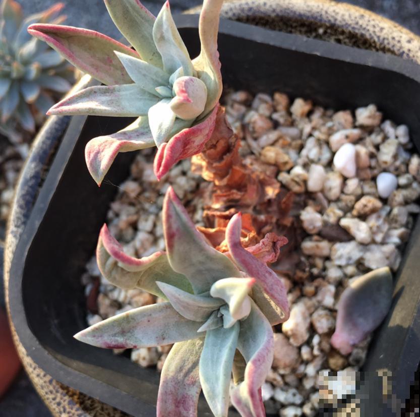 仙女杯养不好？生根太慢，催一催就好！