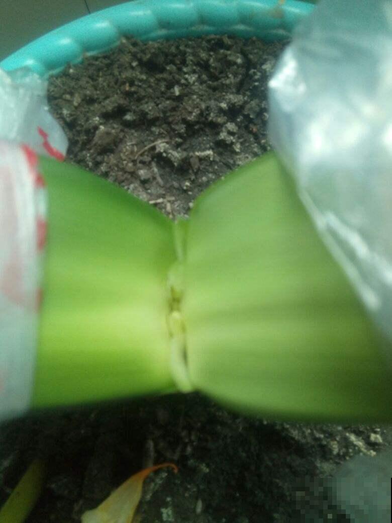 君子兰烂芯别丢，切一刀消消毒，还能爆出小笋芽