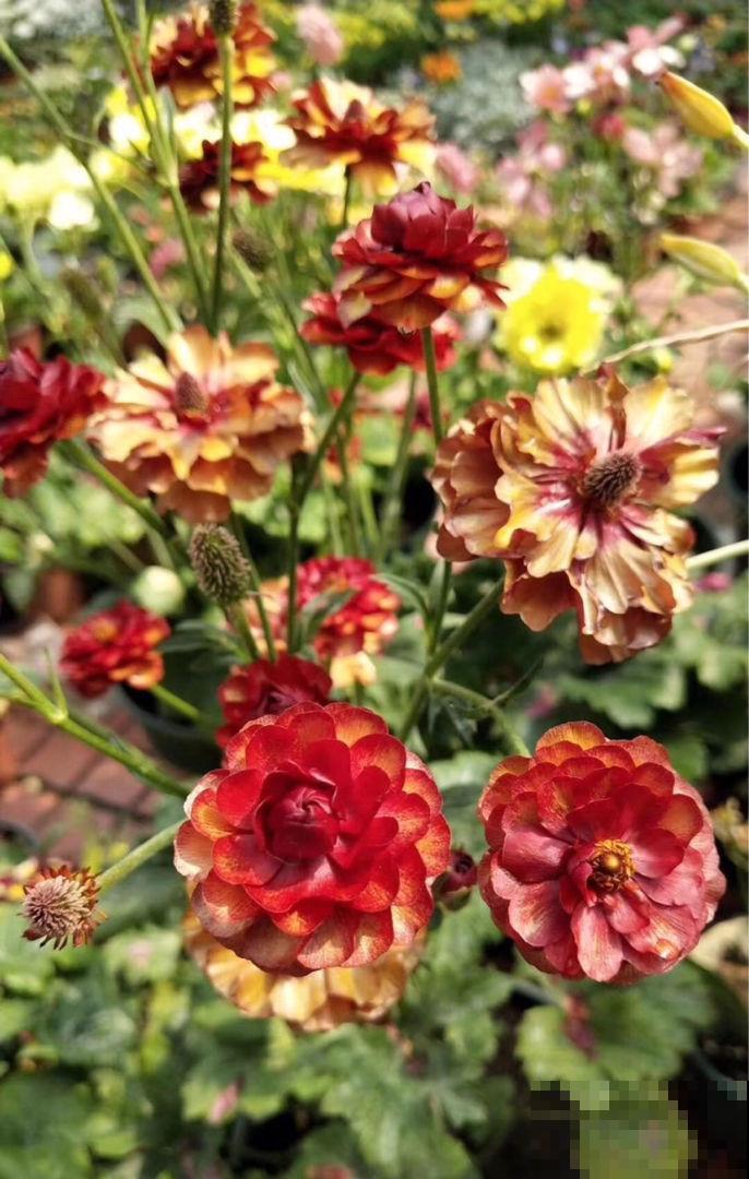 4种花是婚礼常见花，随便选一种都好看，用好了浪漫又唯美