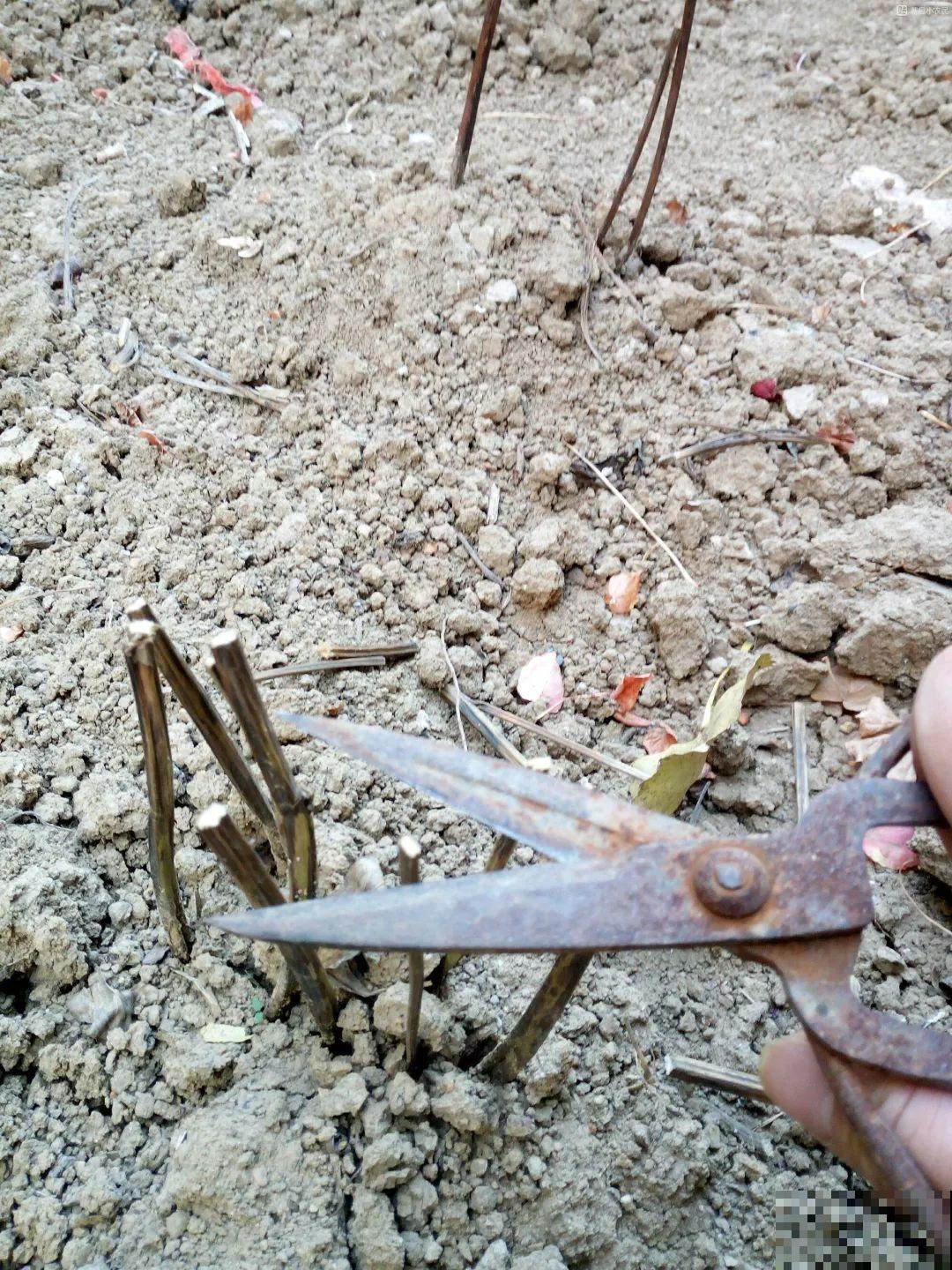 7种花冬天要休眠，看着好像枯死了，千万别丢掉