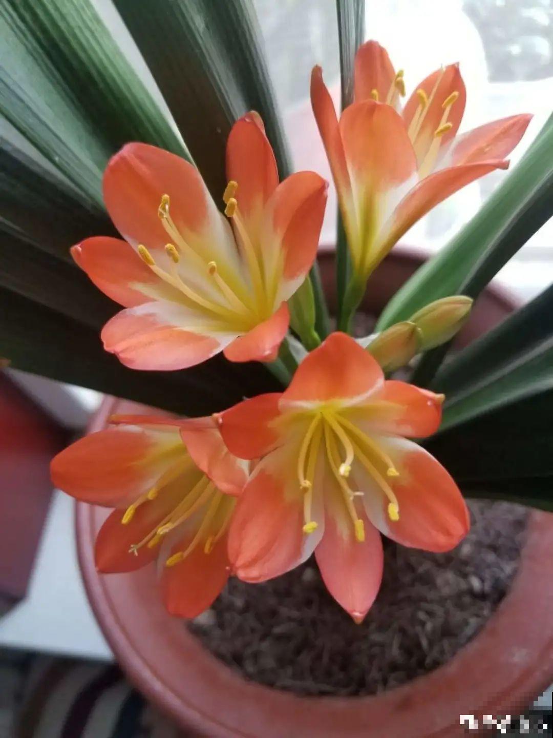 10种花少浇水，天冷容易涝根，旱一旱才长得旺