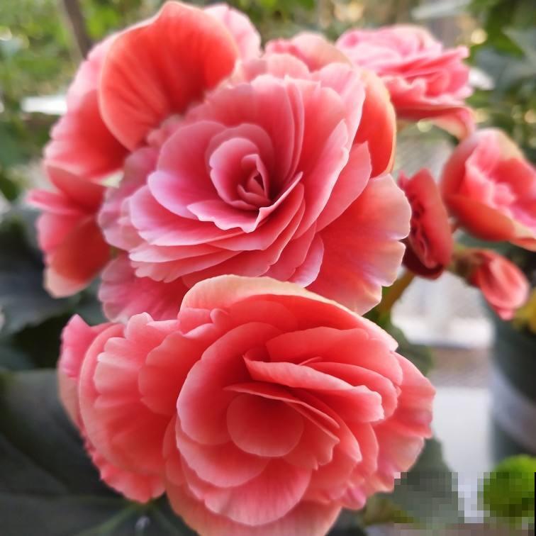 因为养花,我和家人大吵一架,怎么才能让他们接受? 因为养花,我和家人大吵一架,怎么才能让他们接受?