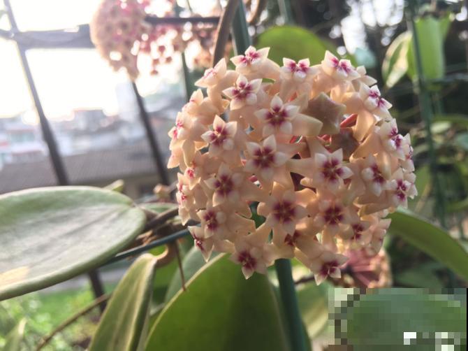 这些花一开始觉得丑,养了之后:真香! 这些花一开始觉得丑,养了之后:真香!