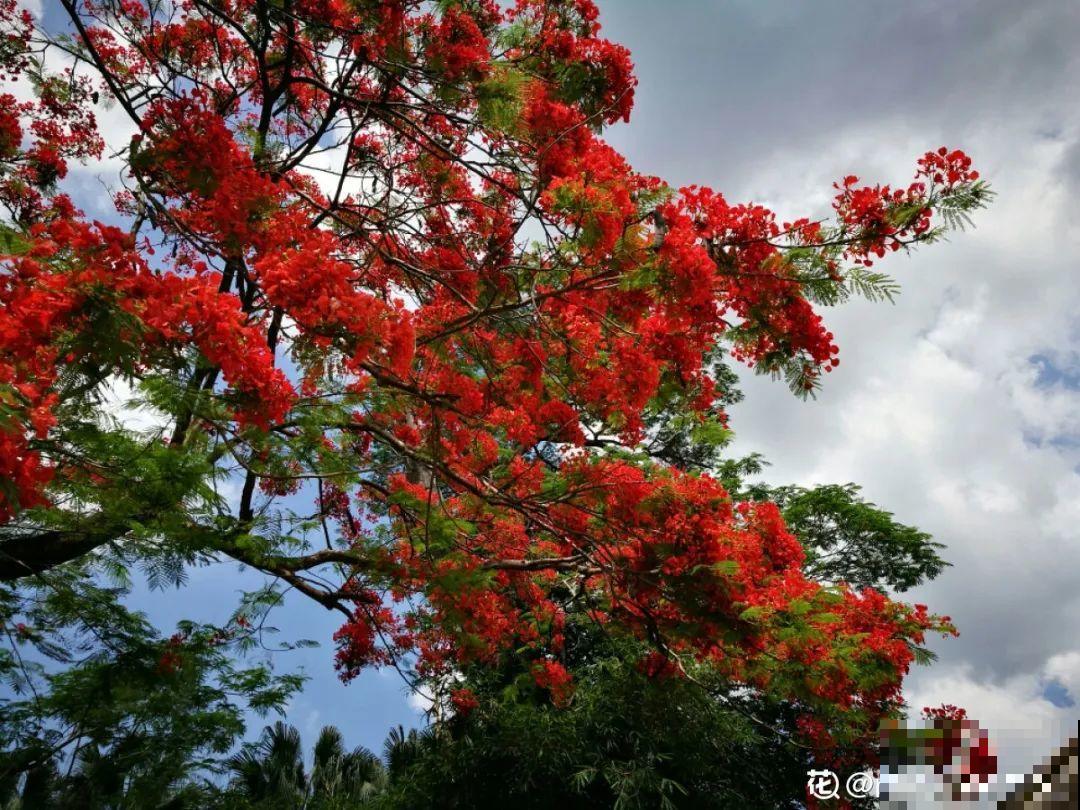 你在哪个城市，最适合养的花就是它！