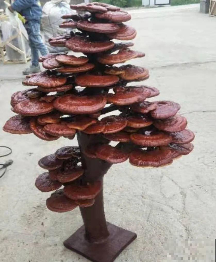 白菜在家养了8年,养成了老桩,长得可旺盛! 白菜在家养了8年,养成了老桩,长得可旺盛!