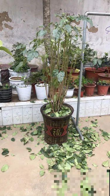 这些花快搬进室内，再不搬就晚啦！死翘翘！