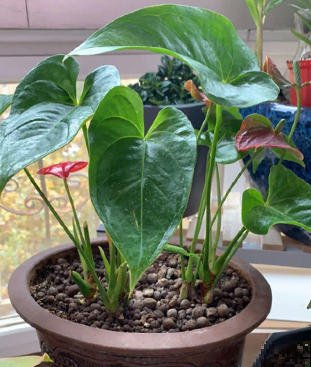 8种花，养嫩不养老，老了要多修剪！