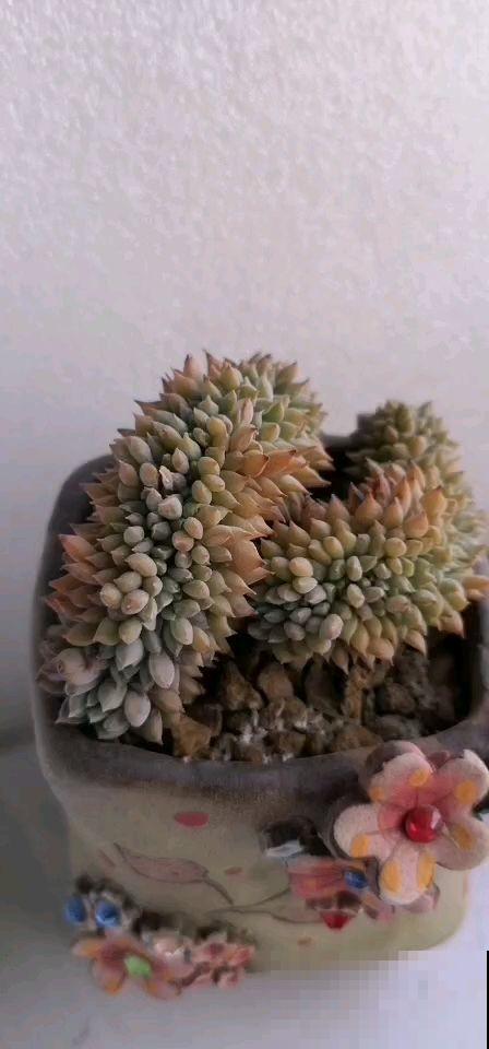 养多肉注意4个要点，新手也能养出缀化肉，看着特震撼