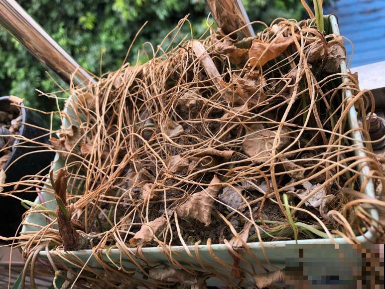 离家半个月，回来花全死了，别扔，还有救！