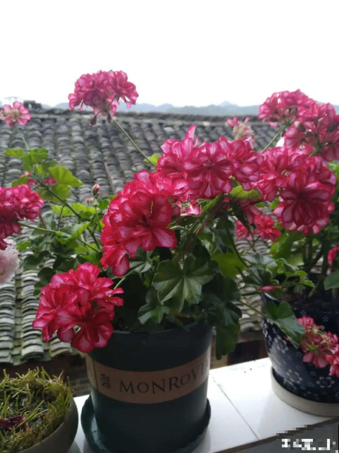 秋天开始降温了,9种花放外面冻一冻,开出饱满大花球 秋天开始降温了,9种花放外面冻一冻,开出饱满大花球