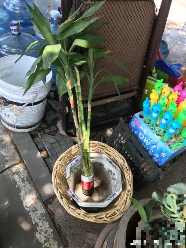 养花人的特点，你中了几条