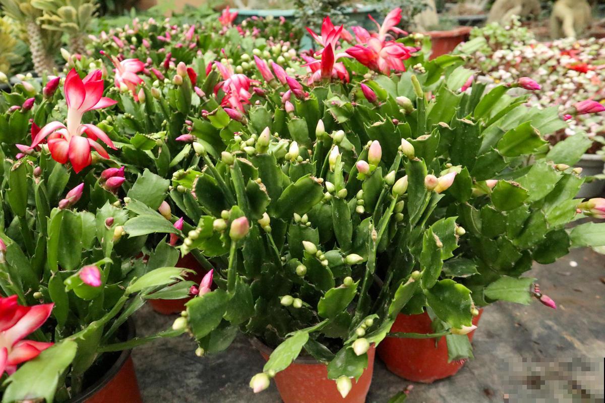 养蟹爪兰要注意摆放位置，摆错了不开花，还会黄叶掉花苞