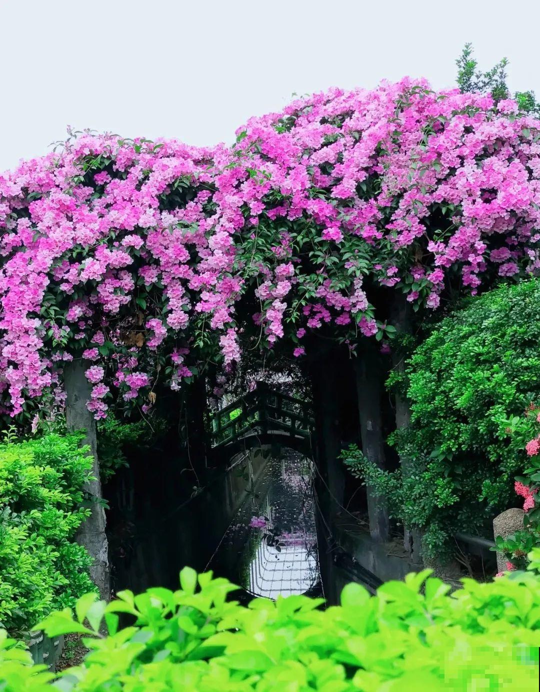 不死鸟太震撼了，长满整个屋顶，感觉都要压塌了