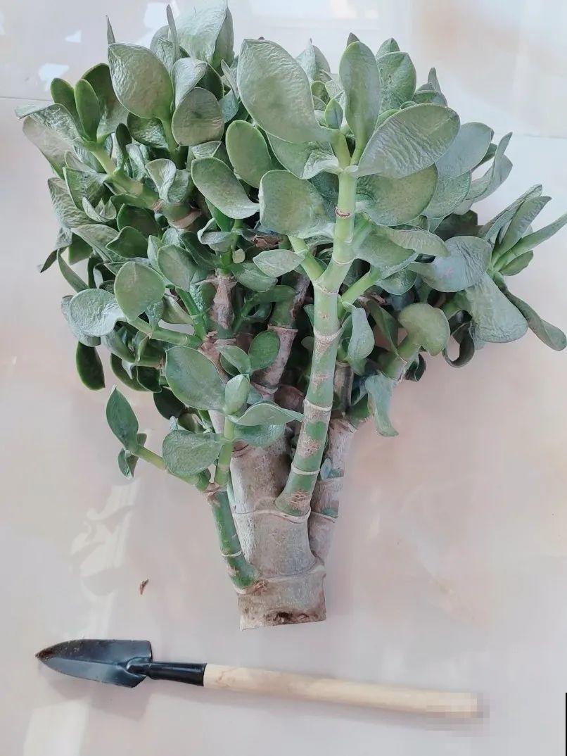 水浇多了，快把土刨掉，否则花3天必死！