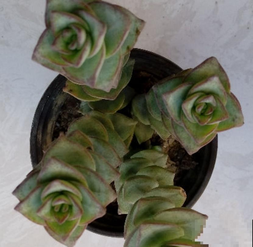 钱串秋天爱“犯病”，找准3个原因，钱串呼呼长！