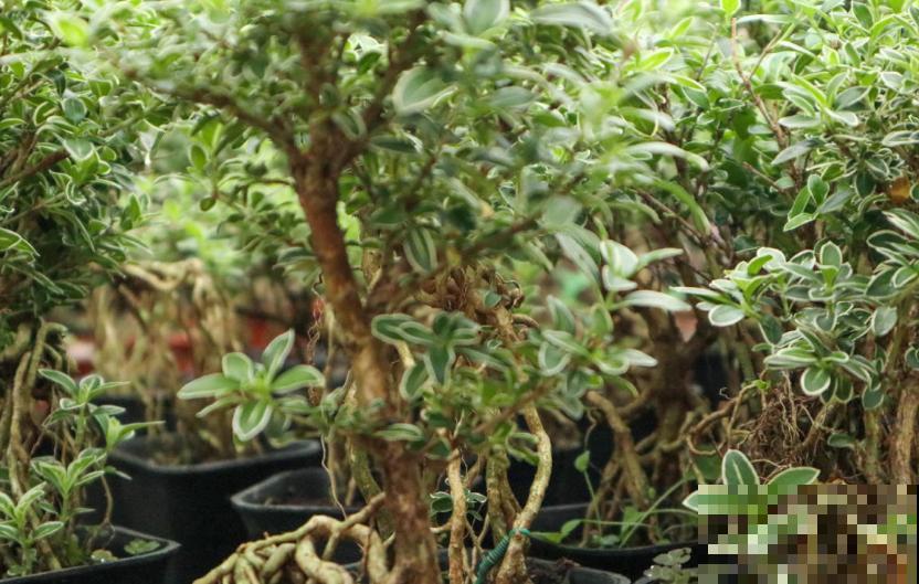 这花洁白如雪，好看，养成盆景倍儿有面子！