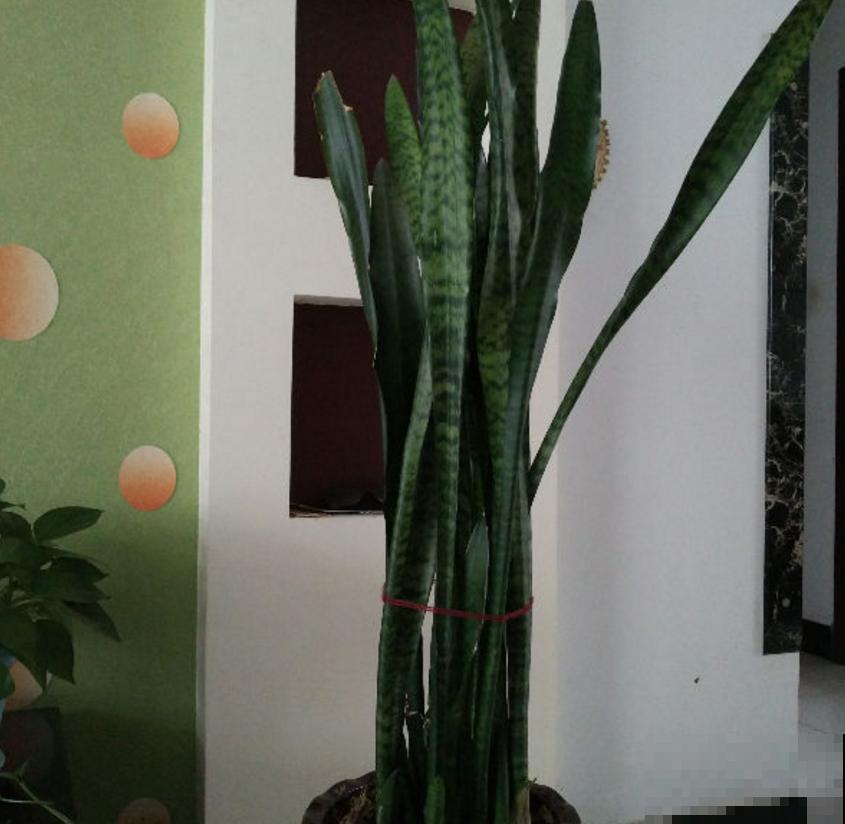 虎尾兰冬天很脆弱，肥水都少用，用多了就犯病！