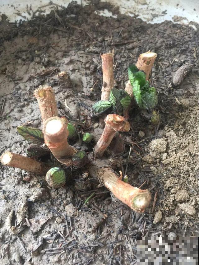 不长叶不长枝的花别买，都是骗人的，养不活浪费钱
