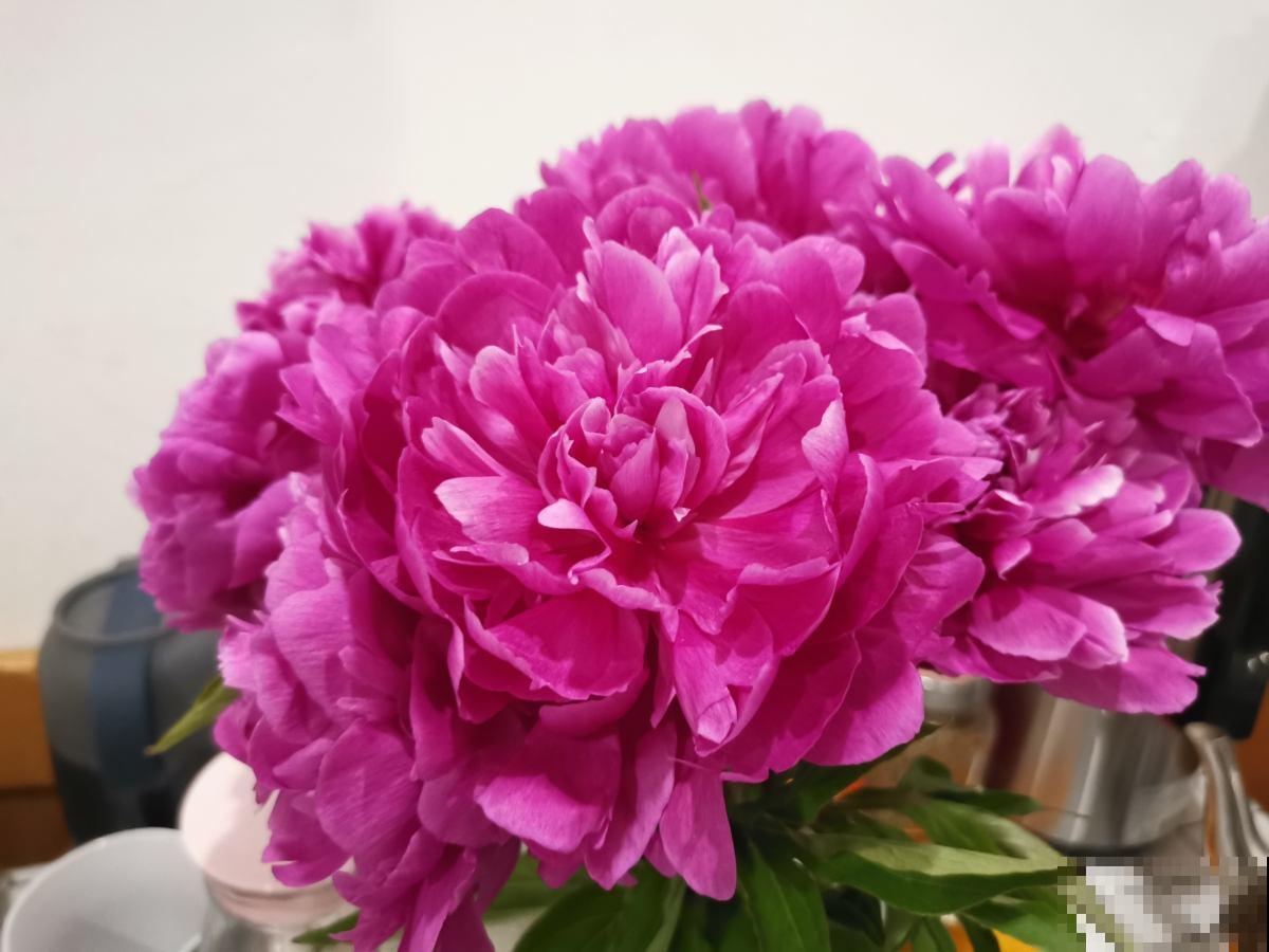 芍药还是牡丹？你真的了解花中二绝吗？别再错认姐妹俩了！