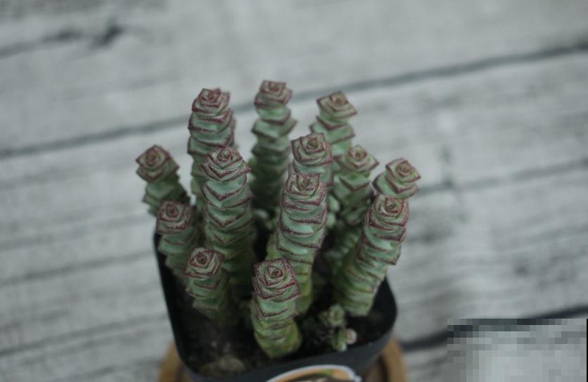 钱串秋天爱“犯病”，找准3个原因，钱串呼呼长！