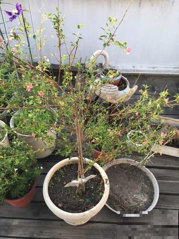 掉叶子第一名,10种花养成光杆,竟然还活着! 掉叶子第一名,10种花养成光杆,竟然还活着!