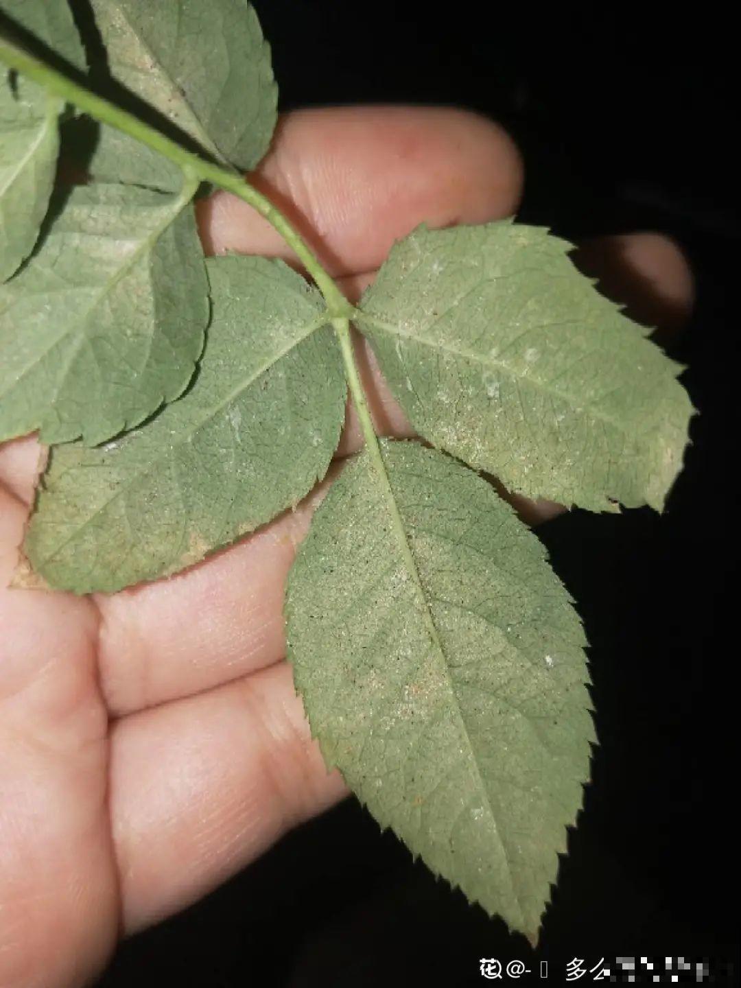 6种花爱吃醋,隔段时间喂口醋,叶子绿油油 6种花爱吃醋,隔段时间喂口醋,叶子绿油油